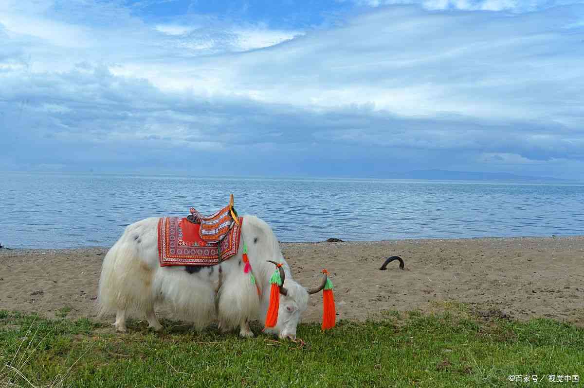 青海跟团游怎么样